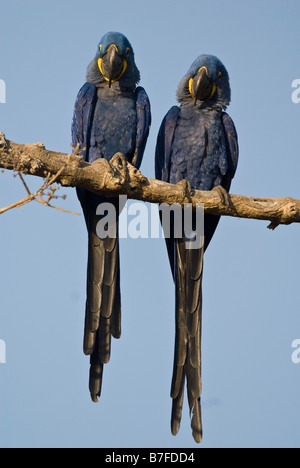 Anodorhynchus hyacinthinus hyacinth macaw paire Banque D'Images