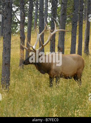 Elk mâle à une éraflure pendant le rut Banque D'Images