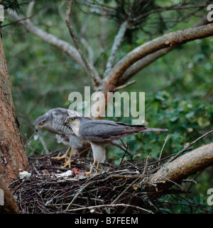 Sperber Epervier Accipiter nisus huppé à nourrir son jeune animal animaux Bébés construction constructions Beh Banque D'Images