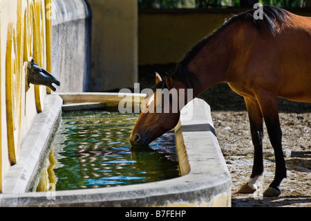 Cheval alezan de boire à une fontaine décorée Banque D'Images