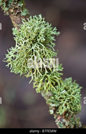 La croissance des lichens sur la branche d'un arbre Banque D'Images