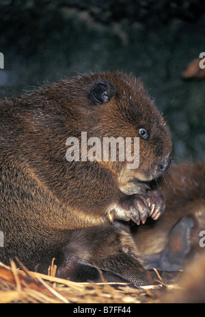 CASTOR DU CANADA Castor fiber canadensis Etats Unis Amerique Canada CASTOR mammifère rongeur RONGEUR ANIMAL MAMMIFERE Etats Banque D'Images