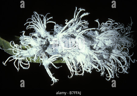 Cicadelles cicadelle Metcalfa pruinosa agrumes flatid madagascar trouvés sur les agrumes mais aussi se trouve sur une grande variété de woody p Banque D'Images