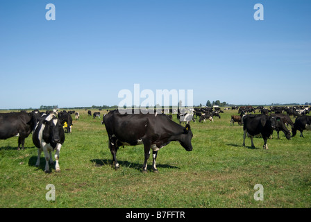 Fresian vaches laitières au champ, près de Ashburton, Canterbury, Nouvelle-Zélande Banque D'Images