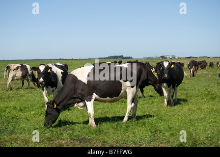 Les vaches frisonnes en champ, près de Ashburton, Canterbury, Nouvelle-Zélande Banque D'Images