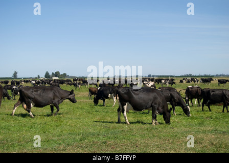 Les vaches frisonnes en champ, près de Ashburton, Canterbury, Nouvelle-Zélande Banque D'Images