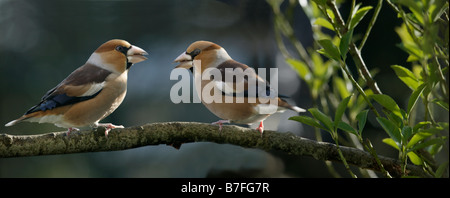 Gros bec Kernbeisser Coccothraustes coccothraustes Hawfinch perché sur une brindille en hiver animaux oiseaux aves les pinsons de l'Europe Europa Banque D'Images