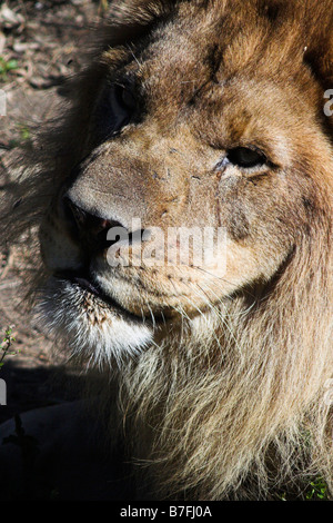 Un lion à la Nouvelle Orléans Audubon Zoo. Banque D'Images