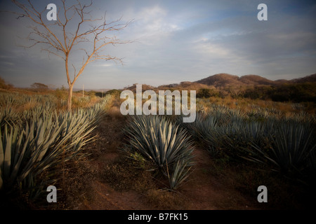 Champ d'agaves du Mexique Banque D'Images