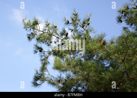 Pine, Pinus brutia calabrais, Pinaceae, méditerranéenne et l'Asie de l'Ouest Banque D'Images
