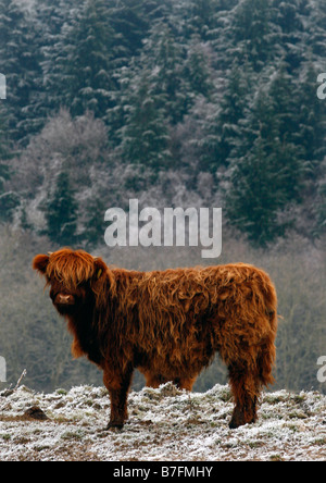 Une vache Highland sur un matin froid dans le Kent. Banque D'Images