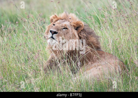 Lion mâle adulte au repos dans l'herbe haute Banque D'Images