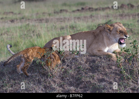 Lionne africaine avec deux oursons de lait Banque D'Images