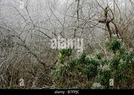 Givre sur les sabots à Willows et Ivy janvier 2009, pays de Galles, Royaume-Uni. Banque D'Images