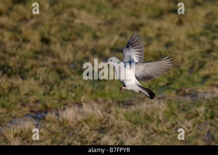 Pigeon colombin Columba oenash flying Banque D'Images