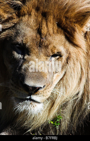 Un lion à la Nouvelle Orléans Audubon Zoo. Banque D'Images