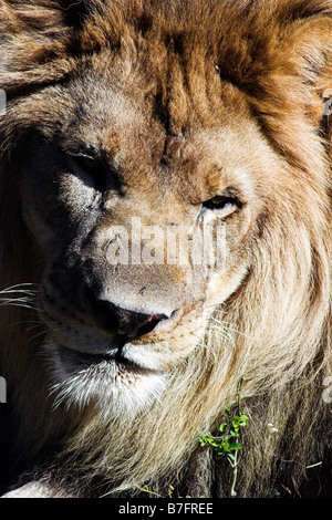 Un lion à la Nouvelle Orléans Audubon Zoo. Banque D'Images