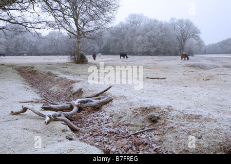 Poneys et de givre dans la New Forest Banque D'Images