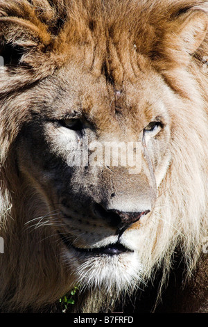 Un lion à la Nouvelle Orléans Audubon Zoo. Banque D'Images