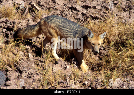 Désert d'Atacama au Chili fox Banque D'Images