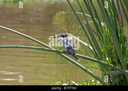 Pied kingfisher Ceryle rudis avec poissons sur papyrus Lake Naivasha au Kenya Banque D'Images