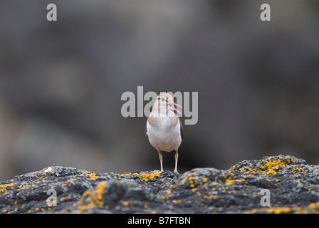 Actitis hypoleucos Common sandpiper appelez de couverts de lichen rock à l'île de Colonsay Juin Argyll and Bute Banque D'Images