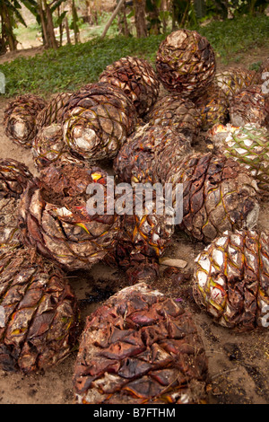 Los Osuna Sinaloa Mexique tequila distillerie d'Agave Banque D'Images