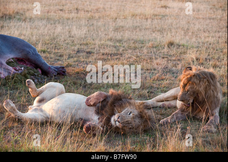 Lions de paresseuses Banque D'Images