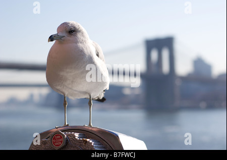 Gros plan du Seagull perché sur les jumelles à monnayeur avec Brooklyn Bridge en arrière-plan Banque D'Images