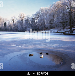 Étang gelé et les canards. Keston, Bromley, Kent, Angleterre, Royaume-Uni. Banque D'Images