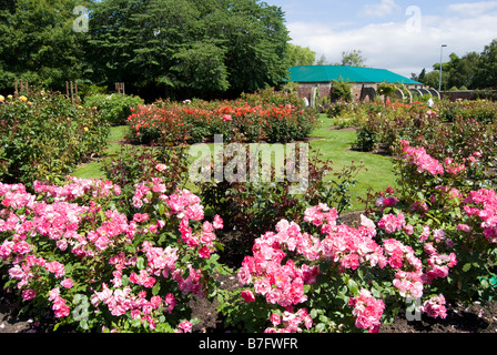 Les Jardins de Roses, Mona Vale Homestead, Fendalton Road, Fendalton, Christchurch, Canterbury, Nouvelle-Zélande Banque D'Images