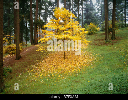 Perd un frêne feuilles en automne Mt Tabor Park Portland Oregon Banque D'Images