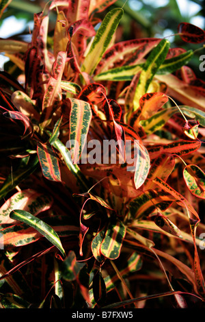 Croton Plante, Codiaeum variegatum var pictum 'Golden Bell' Euphorbiaceae Banque D'Images