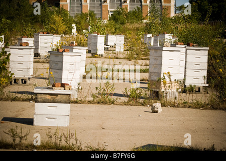 Les cases des abeilles sur un vieux parking Chicago Illinois Banque D'Images