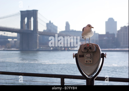 Gros plan du Seagull perché sur les jumelles à monnayeur avec Brooklyn Bridge en arrière-plan Banque D'Images