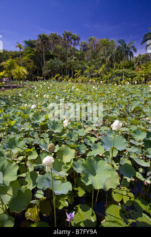Nymphea lotus flower réservoir dans l'aéroport Sir Seewoosagur Ramgoolam Royal Jardin Botanique de Pamplemousses Ile Maurice Afrique du Sud Banque D'Images