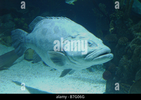 Gros Poisson - Patate ou pomme de terre du mérou en aquarium Banque D'Images