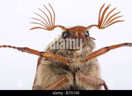 Maybug battant contre une fenêtre montrant sa belle antenne Banque D'Images