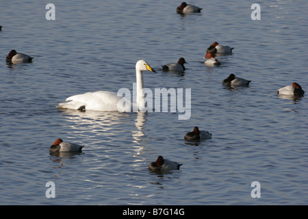 Un cygne chanteur Cygnus cygnus,, avec un important groupe d'Aythya ferina milouin à Welney Wildfowl and Wetlands Trust Réserver Norfolk Banque D'Images