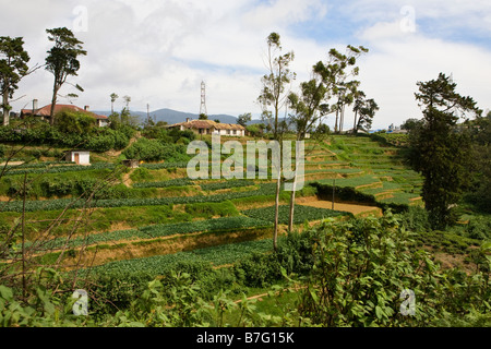 Pays du thé Nuwara Eliya au Sri Lanka Banque D'Images