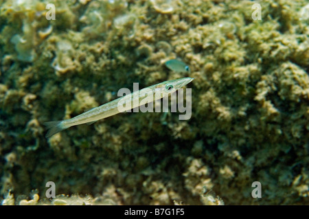 Les jeunes needlefish en eaux peu profondes Banque D'Images