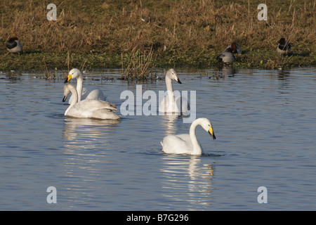 Une famille de cygnes chanteurs, groupe Cygnus cygnus, à Welney Wildfowl and Wetlands Trust Réserver Norfolk Banque D'Images