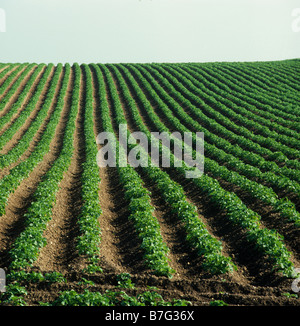 Récolte immature de pommes de terre dans des rangées à ridées droites convergeant vers le champ horizontal Banque D'Images