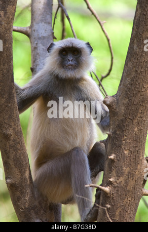 Langur Hanuman (Semnopithecus animaux singe singe) assis dans l'arbre Ranthambhore National Park en Inde Banque D'Images