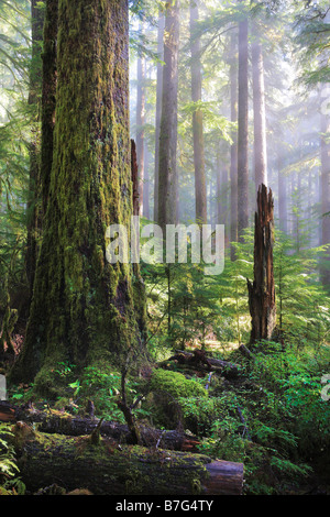 Forêt à Sol Duc falls in Olympic National Park, Washington Banque D'Images