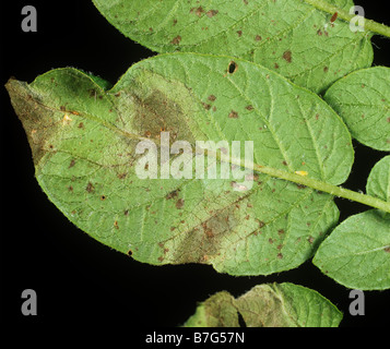 Phytophthora infestans mildiou de la pomme de terre la pomme de terre sur le mycélium dessous Banque D'Images