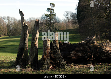 Vestiges d'un vieux chêne de la Turquie sur le moignon de la chaîne verte Promenade à travers le parc Lieu Beckenham Lewisham, entouré par le Golf Banque D'Images