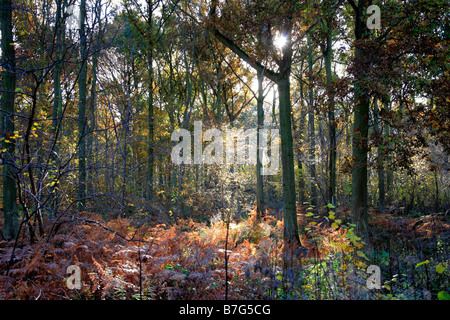 Pins Couleurs d'automne English Woodland Thetford Forest Forestry Commission du comté de Norfolk Breckland East Anglia Angleterre UK Banque D'Images