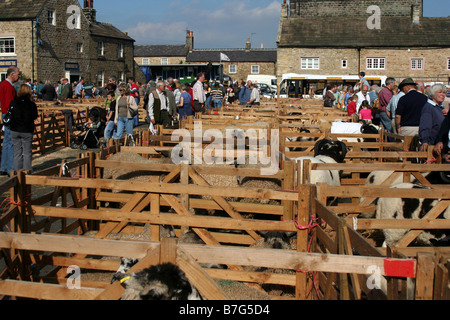 Masham, juste des moutons Masham, Ripon, Yorkshire du Nord Banque D'Images