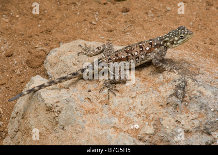Dragon lizard rock à bronzer sur l'Est de Tsavo Kenya Banque D'Images